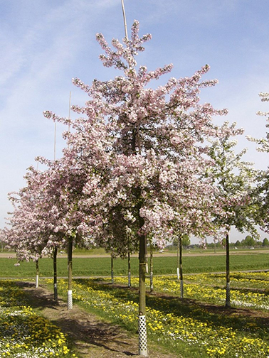 Malys Floribunda – lišćari i ukrasno drveće | Rasadnik Komerc Mladenovac